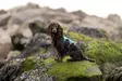 Y-valjas RAMBLE long teal Non-stop dogwear - Koiran Y-valjaat - 057207 - 10