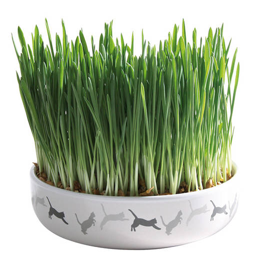 Kissanruoho 50g 15x4cm kulhossa Trixie - Kissan herkut ja makupalat - 012557 - 1