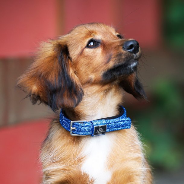 Solkipanta Ocean Blue SD Hollywood - Koiran solkipannat - 025477 - 1