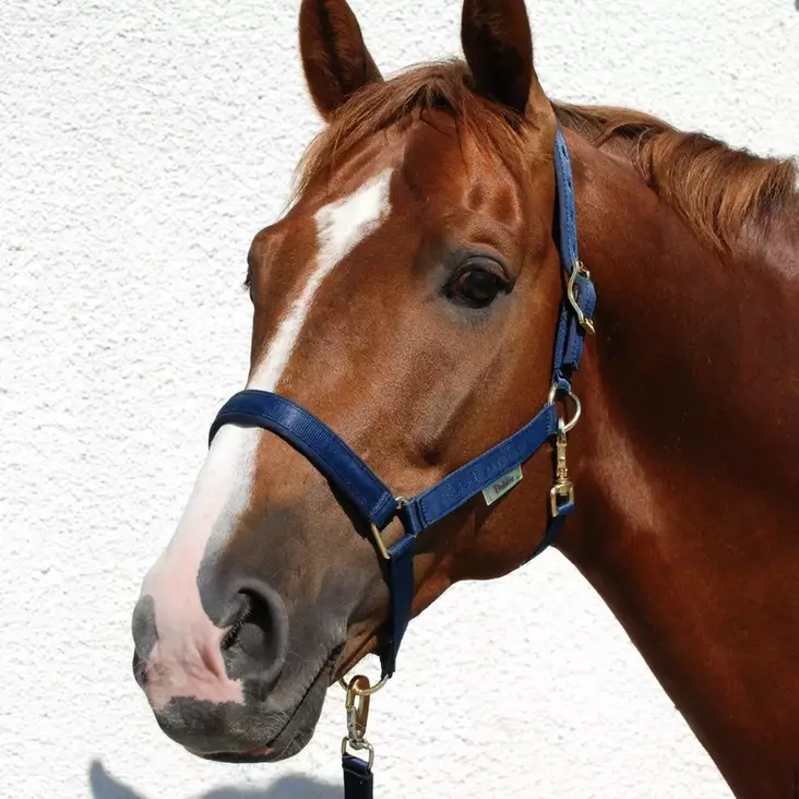 Riimu Dublin XFULL navy/navy Bucas - Hevosen nylonriimut - 047477 - 1