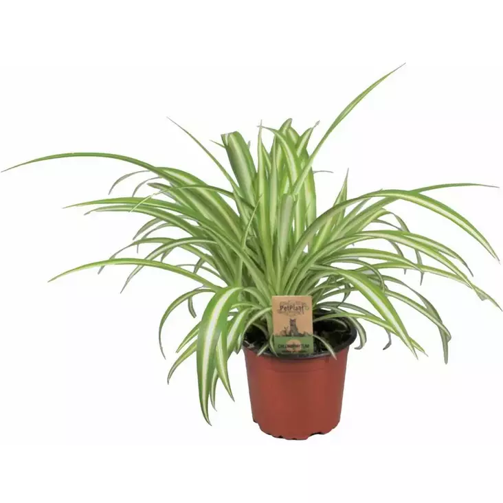 Kaninruoho muoviruukussa 12cm PetPlant - Kanin ruoka - 056197 - 1