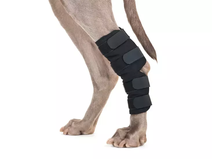 Koiran kinnersuojat 2kpl musta Back On Track - Koiran terapeuttiset asut - 043617 - 1