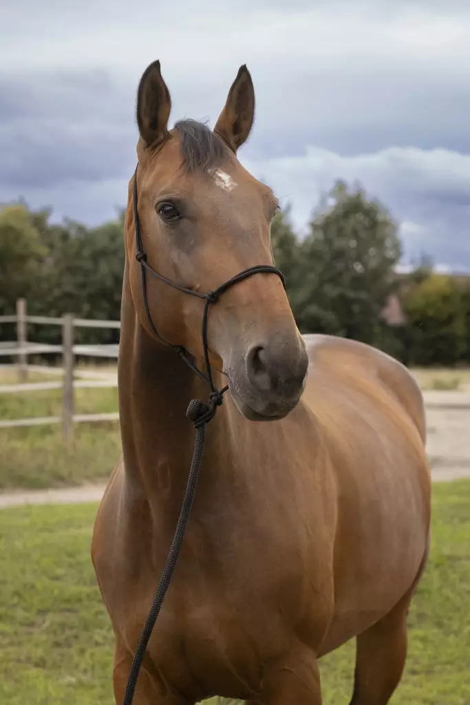 Naruriimu Soft Ethological musta Norton - Hevosen nylonriimut - 052047 - 1