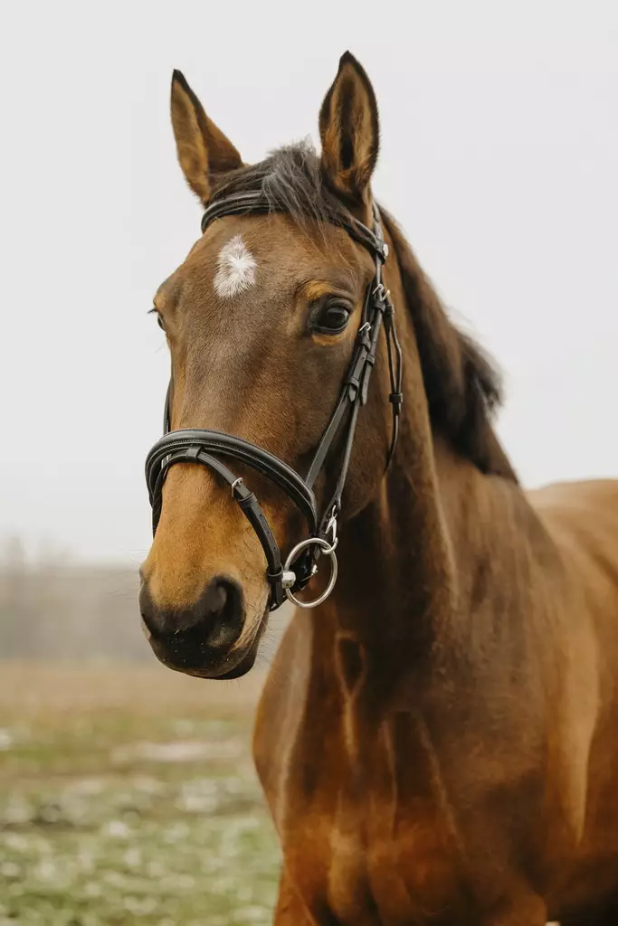 Suitset Easy musta Norton Club - Ratsuhevosen suitset ja turpahihnat - 050987 - 1