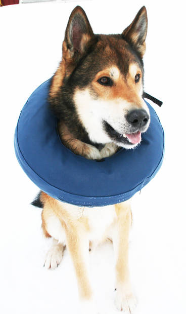 Puhallettava kauluri 5/M 40-45cm sininen PetNation - Koiran kaulurit ja suojapuvut - 013838 - 2