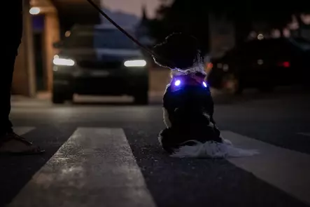 Led-valo Luumi 2kpl USB-ladattava sininen Curli - Koiran heijastimet ja turvavalot - 054458 - 2