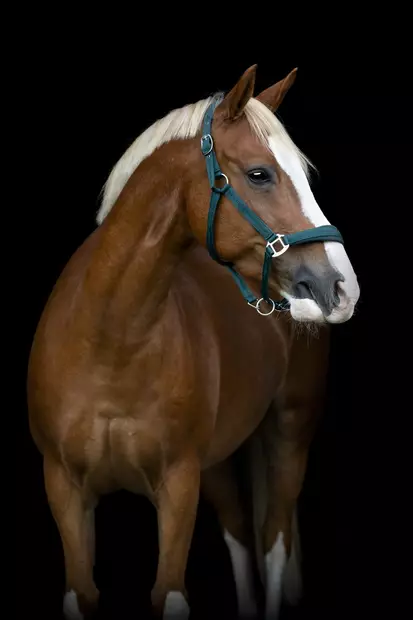 Nylonriimu Diya 2.0 XXFULL ponderosa pine HorseGuard - Hevosen nylonriimut - 057588 - 2