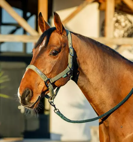 Nylonriimu + riimunaru 2m Amigo bramble Horseware - Hevosen nylonriimut - 056348 - 1