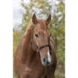 Riimu Tendance ruskea Equitheme - Hevosen nylonriimut - 027558 - 1