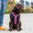 Y-valjas lila Comfort Walk Pro 3.0 Dog Copenhagen - Koiran Y-valjaat - 039618 - 5