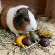Hedelmähahmo Fruity Friends 14cm 9kpl Garden Bites - Pieneläinten herkut ja namipalat - 057878 - 2