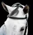 Monitoimisuitset Micklem 2 Multi musta Horseware - Ratsuhevosen suitset ja turpahihnat - 055438 - 2