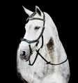 Monitoimisuitset Micklem 2 Multi musta Horseware - Ratsuhevosen suitset ja turpahihnat - 055438 - 1