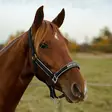 Riimu heijastava neopreenipehmusteella musta Hansbo Sport - Hevosen nylonriimut - 051128 - 3