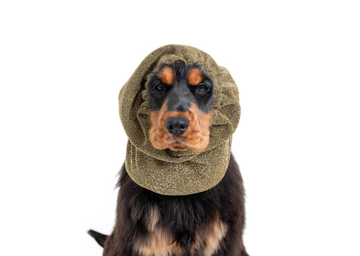 Korvasuoja Luxe Royal spaniel kulta Show Tech - Koiran tossut, sukat ja korvasuojat - 036788 - 1