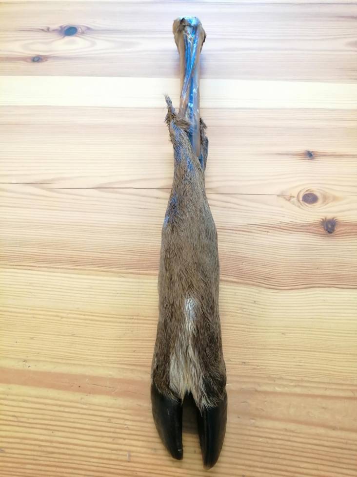 Peuran Sorkka KPL kuiva Polar Pet - Koirien puruluut - 028668 - 1