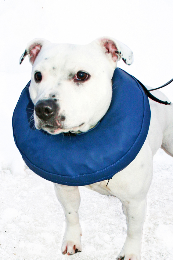 Puhallettava kauluri 5/M 40-45cm sininen PetNation - Koiran kaulurit ja suojapuvut - 013838 - 1