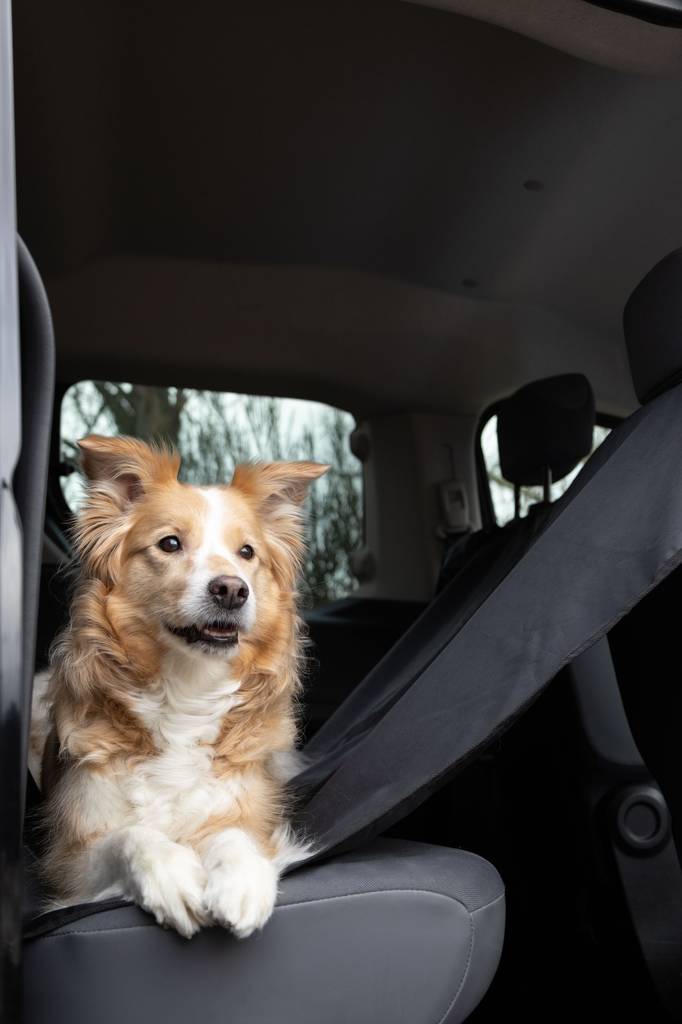 Takapenkinsuojus Dex 143x138cm musta Flamingo - Koiran autoilutarvikkeet - 035148 - 1