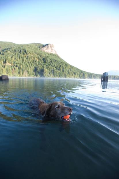 Kumipallo Ultra Ball S 5cm 2kpl Chuckit - Koiran pallot ja heittolelut - 028919 - 2