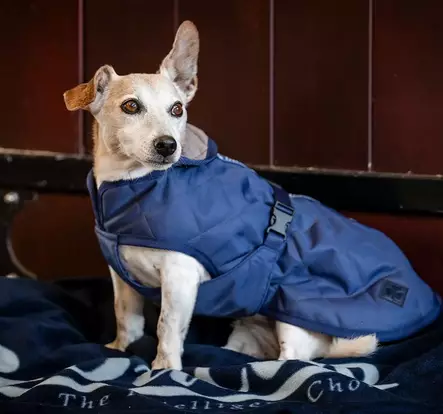 Koiran lämpötakki Cosy navy Bucas - Koiran manttelit - 055519 - 2