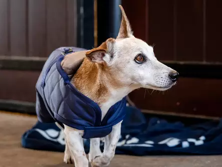 Koiran lämpötakki Cosy navy Bucas - Koiran manttelit - 055519 - 3