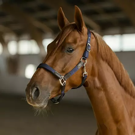 Nylonriimu Edit nahkaisilla yksityiskohdilla musta Hansbo Sport - Hevosen nylonriimut - 056549 - 2