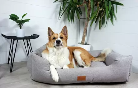 Reunapeti Luxus Vaimare vaaleanharmaa Grande81 Tujoma MemoryFoam - Koiran reunalliset pedit - 027419 - 2