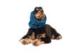 Korvasuoja Luxe Galaxy spaniel sininen Show Tech - Koiran tossut, sukat ja korvasuojat - 039049 - 2
