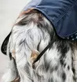 Jokasääntakki Newmarket Heritage navy-witney Horseware - Koiran paidat ja neuleet - 057739 - 9