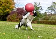 Kahvapallo Tug-n-Toss vaalea liila vanilja Jolly Pets - Koiran pallot ja heittolelut - 059909 - 3