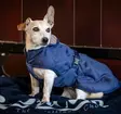 Koiran lämpötakki Cosy navy Bucas - Koiran manttelit - 055519 - 2
