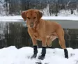 Koiran sukka tarralla Universal High 4 kpl musta V.I.P Dogwear - Koiran tossut, sukat ja korvasuojat - 057119 - 5