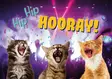Kortti A5 Hip Hip Hooray! / kissat - Lahjatavarat - 059119 - 1