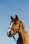 Naruriimu + köysi 3,7m FULL sini-musta Norton - Hevosen nylonriimut - 058049 - 2
