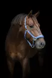 Nylonriimu Diya 2.0 XXFULL dutch blue HorseGuard - Hevosen nylonriimut - 057589 - 2