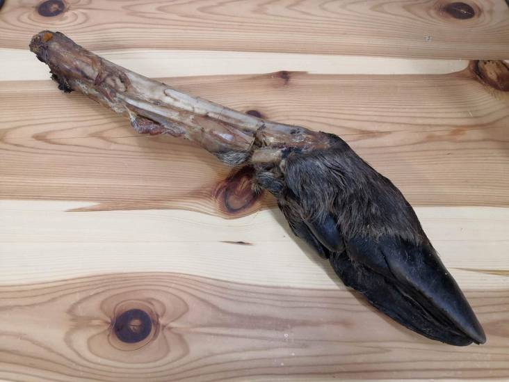 Hirven Sorkka KPL kuiva Polar Pet - Koirien puruluut - 028669 - 1