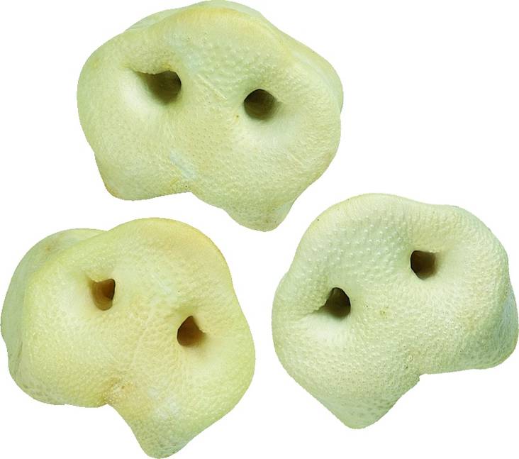 Possunnenä puffattu n 40g KPL Flamingo - Koiran herkut ja makupalat - 036389 - 1