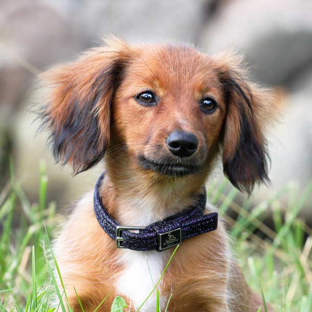 Solkipanta Twilight SD Hollywood - Koiran solkipannat - 025469 - 1