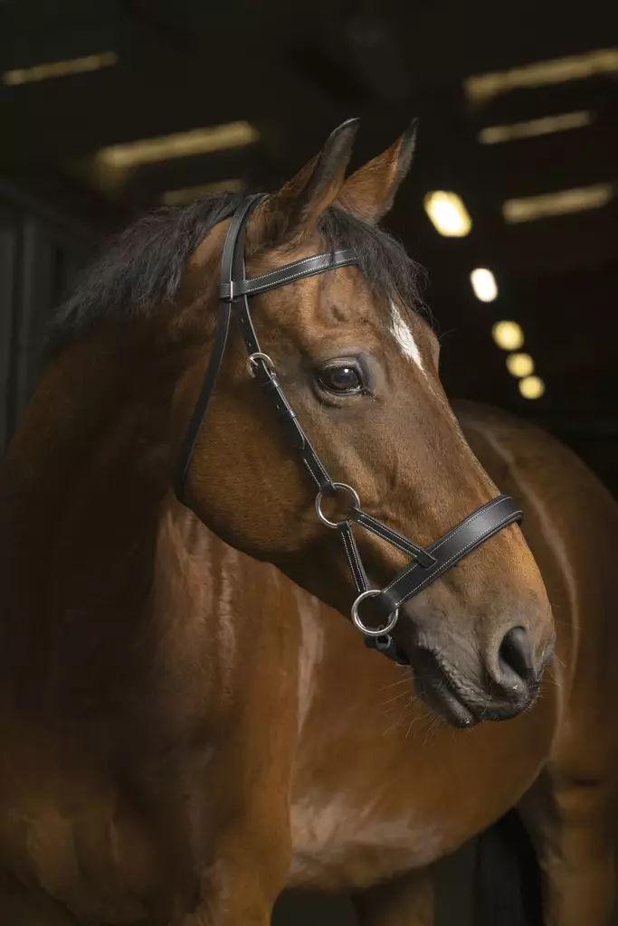 Kuolaimettomat suitset Confort side-pull musta Norton Pro - Ratsuhevosen suitset ja turpahihnat - 051029 - 1