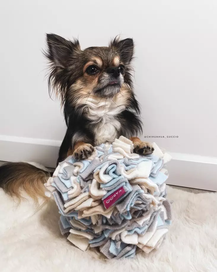 Sniffing Cube nuuskukuutio KABOO - Koiran aktivointilelut - 032819 - 3