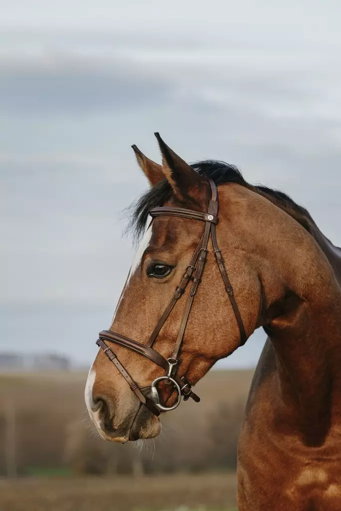 Suitset Easy FULL havanna Norton Club - Ratsuhevosen suitset ja turpahihnat - 050989 - 1